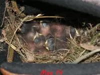 Boot Babies 05.webp