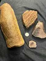 fossils.webp