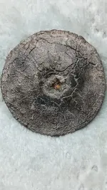 button2.webp