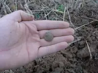 1Eagle Button in hand.webp
