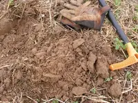 1Shield Nickel in dirt.webp