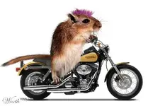 Avatarmotorcyclerat.webp