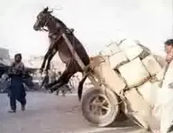 overloaded.webp