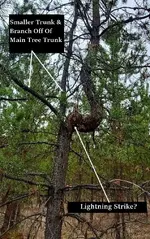 tree 0.webp
