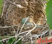 Screenshot_20240331_134659_Gallery.webp Screenshot_20240331_134659_Gallery.webp