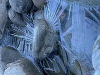 ice.webp