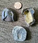 Rock_concretions_from_Hells_Hollow_State_Park,_Pennsylvania.webp