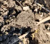 Dirt 1.webp