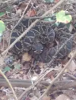 Rattlesnake4.webp