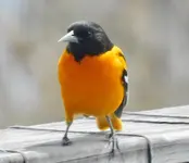 Oriole home breast.webp