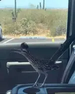 17c5df0272098400b3026a6e1561562d ROAD RUNNER.webp