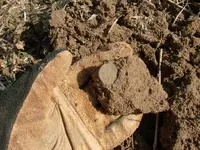 IH in Dirt1.webp
