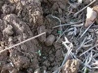 Minieball in Dirt.webp