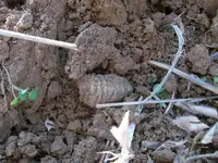 Minieball in Dirt1.webp