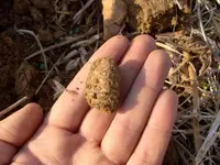 Minieball in Hand.webp