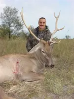 my stag 3.webp