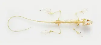 lizard-skeleton-dorling-kindersleyuig-2523797247.webp