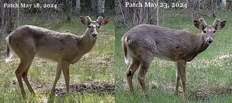 Patch May 18 & 23  2024.webp