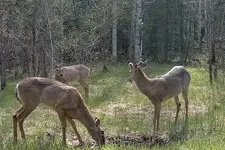 Patch 3 Deer.webp