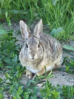 20240525_074657.webp