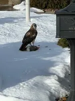 hawk w.rabbit.webp