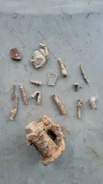 Down Back  Finds.jpg 3.webp