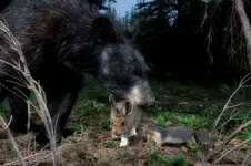BEAR3SLEF.webp