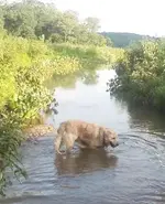 charlie in creek4.webp