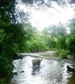 Charlie in Creek1.webp