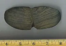 Clipped Wing Butterfly Bannerstone2.webp