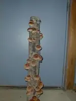 shitakes2.webp