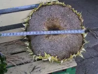 Sunflower02.webp Sunflower02.webp