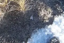 snowinsitu_2.webp