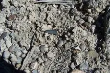 3182007insitu3.webp