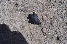 insitu57.webp