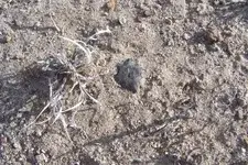 elko2insitu72307.webp