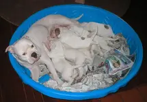 pupslastnurse.webp