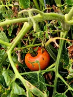 20240809_083040.webp