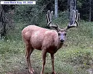 June Buck Aug. 05 2024 55.webp