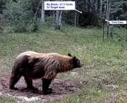 Bear  At Maybe 0jpg.webp