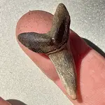 FossilezedTigerSharkTooth-1Point5Inches-Front.webp