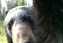 Bear With Me.webp