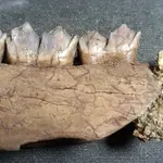 DeerJaw-TripleMolar-WScale-13-FossilizedChecking.JPG
