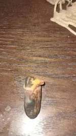 IMG_20210729_175441579_Original.webp
