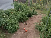 20240911_193356.webp