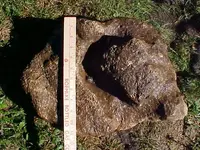 Rock pile  8.webp