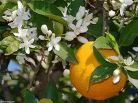 orange-blossoms-785704.webp