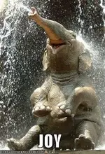 joy.webp
