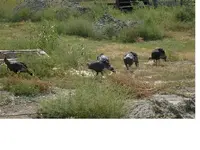 turkeys1 October 2008.webp