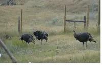 Turkeys2 October 2008.webp